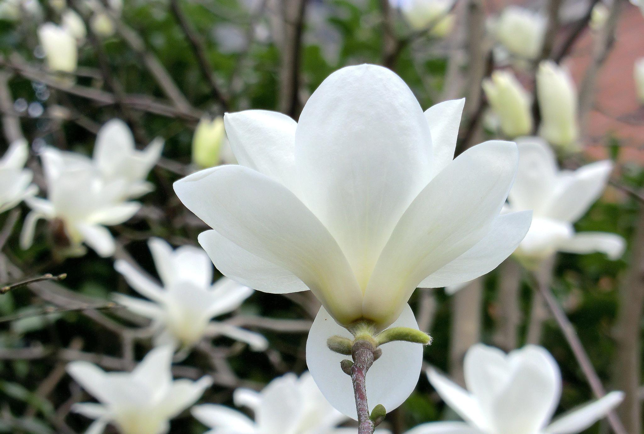 小宋视角:雾里看花——上海市市花白玉兰,洁白如雪