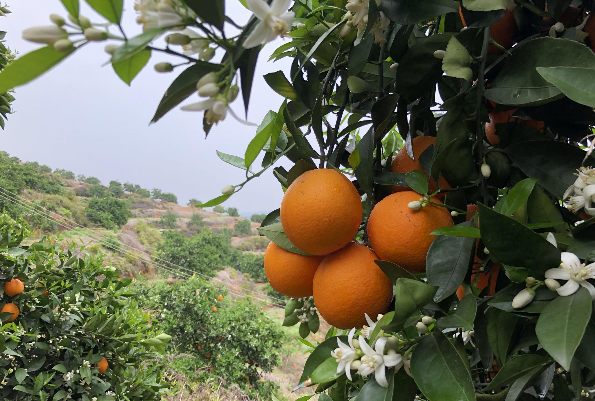 月到4月份,这一时期,刚好也是它的花期于是,它的花和果同时出现在树上