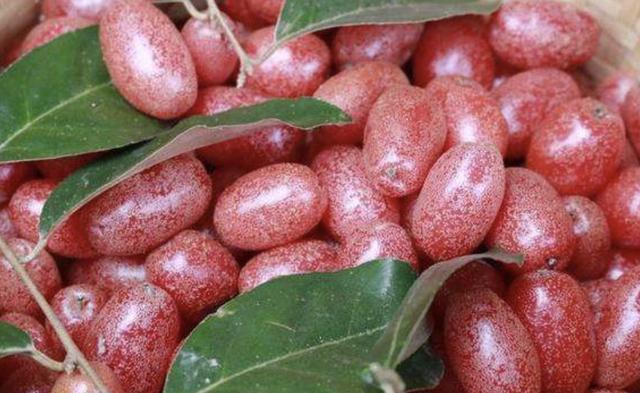 羊奶果还是是西南地区的特产,它有两个品种,不过看起来都差不了多少