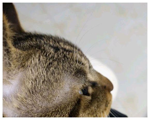 猫也会秃顶,并且越爱主人,秃顶越厉害|秃顶|猫咪|猫_新浪网