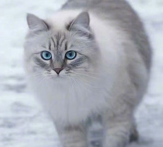 天然猫类,半长毛猫,友好而易于相处,爱猫人士不可错过