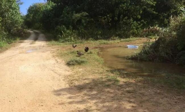 世界上最孤独的鸭子被狗咬死,这个国家的人民心碎了……|鸭子|纽埃