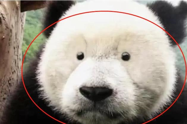 当大熊猫没有了"黑眼圈",这颜值笑喷了,网友眼睛也太小了吧