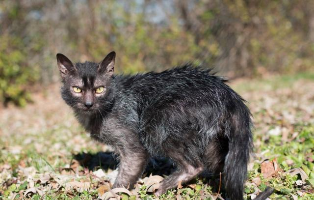 猫咪中的新品种，名为“狼猫”，价格不菲，即将登陆中国