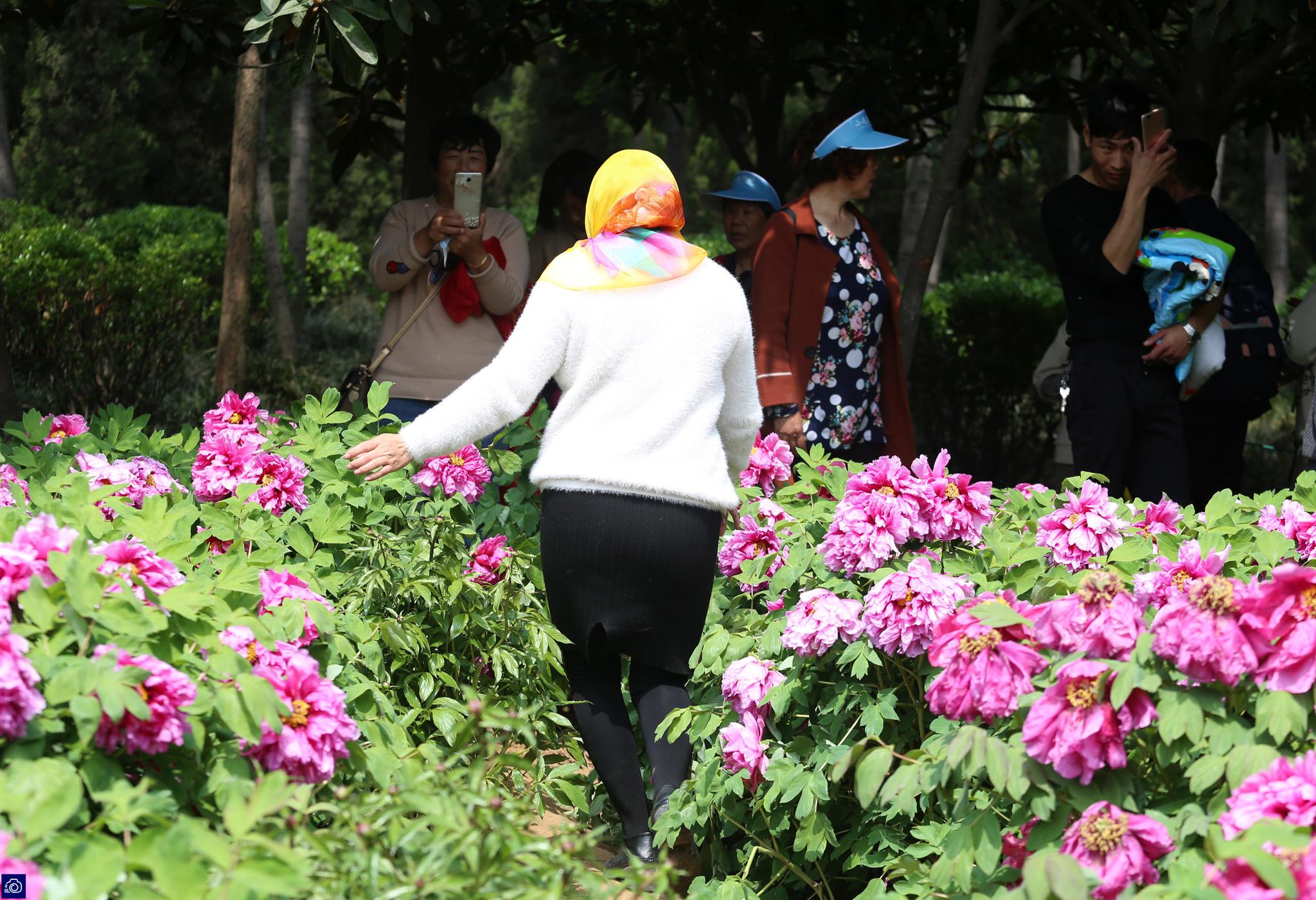 游客为晒美照踩着牡丹花取景一分钟20人翻护栏闯进花园摆造型