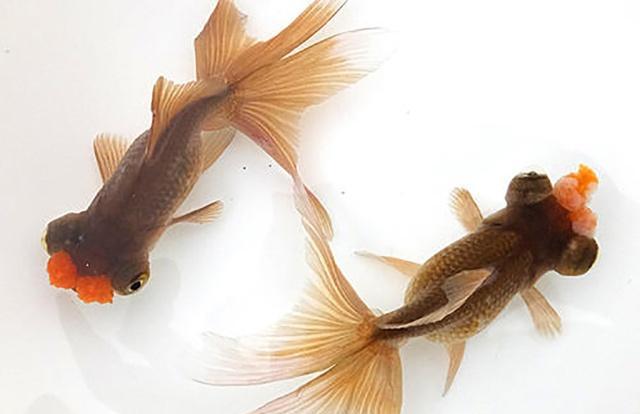 亲鱼产卵期的管理非常重要学会这些知识能让你轻松应对