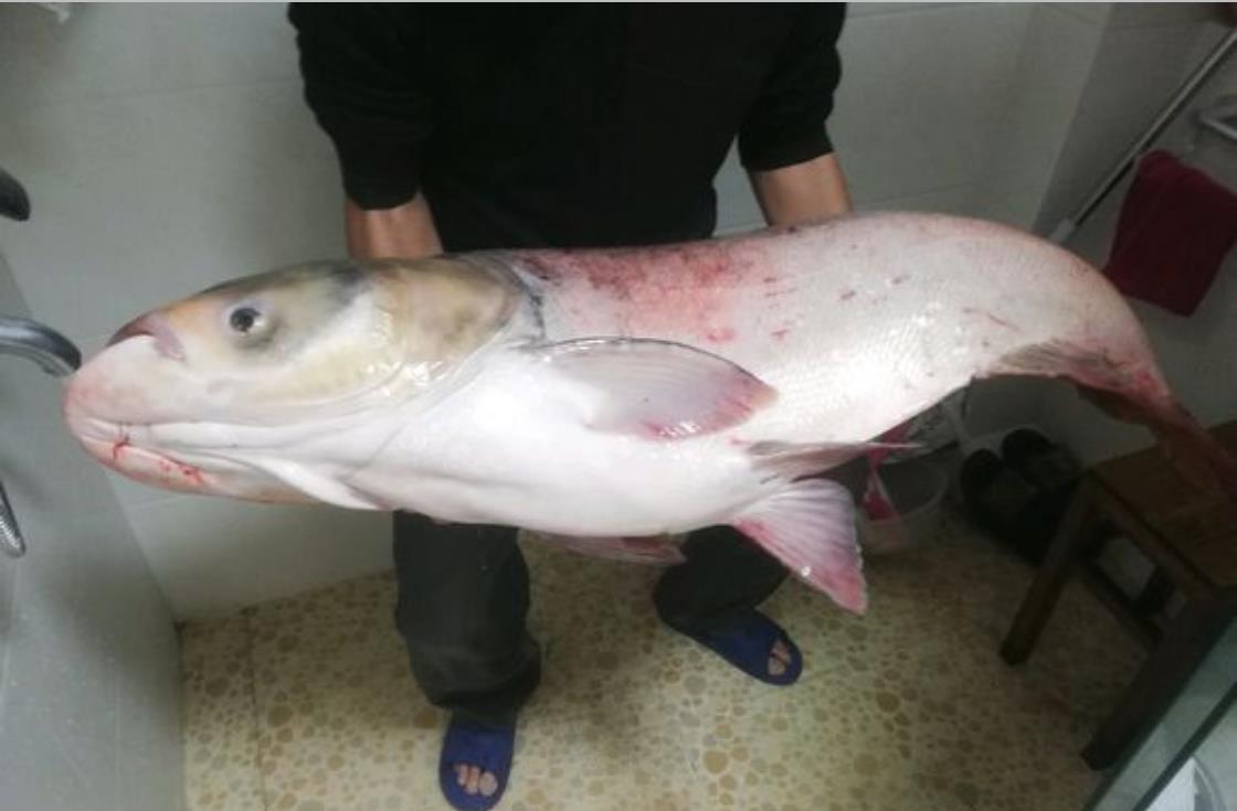 钓起"巨型"大白鱼,鱼泡比拳头大,网友:鱼头才是极品
