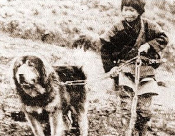 民国时的西藏:布达拉宫纯净剔透宛如圣境,史上最早藏獒照片现身|民国|西藏|藏獒_新浪新闻
