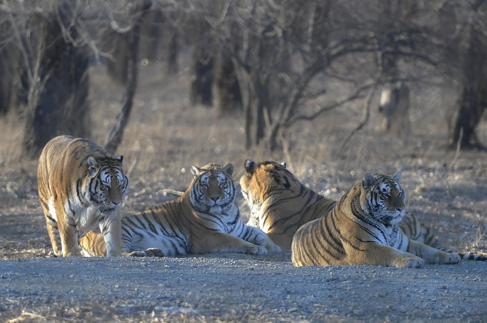 刘长城说,老虎也和人一样,每个虎的体质也有不同,有的虎食量不大,但看