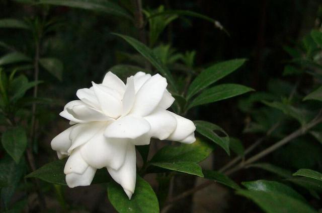 剪枝什么成语_成语故事图片(2)