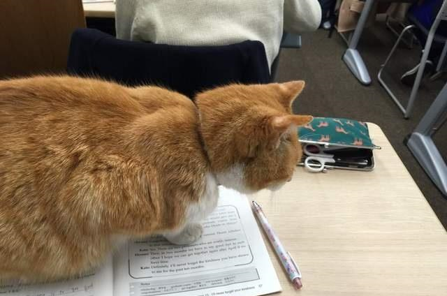 校园人气猫咪在校园里自由穿梭可爱到连上课睡觉老师都不打扰