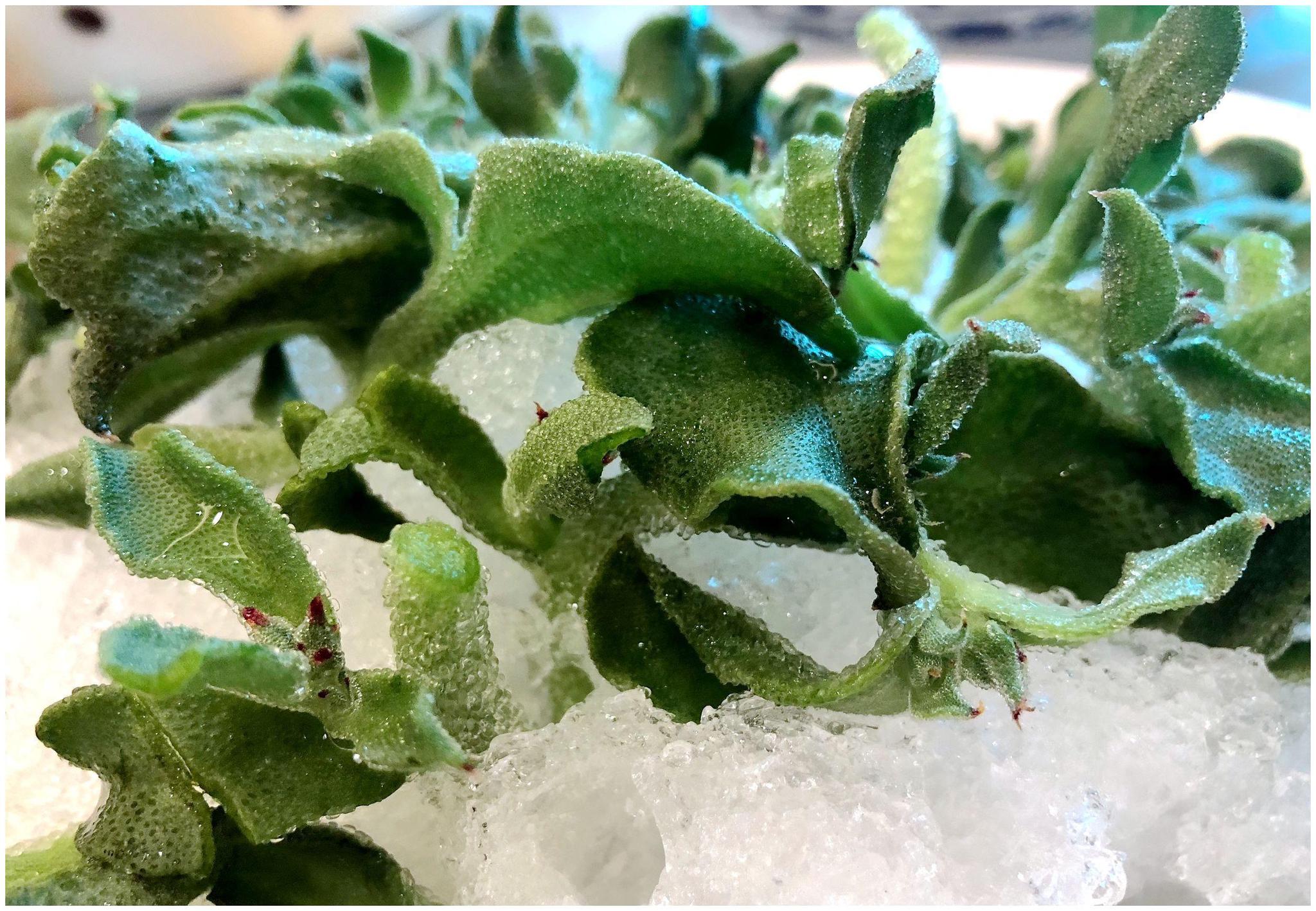 这种草原产于南非纳米比亚,现在是中国餐桌上的贵价菜