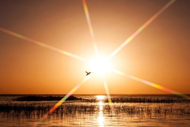 太阳升起来后,鸟儿也开始活跃起来,白鹭,苍鹭,红嘴鸥成群结队.