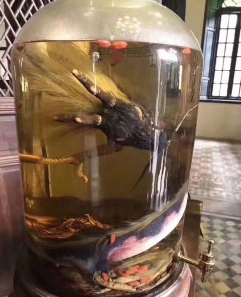 居然有人用龙泡酒大家进来看看图片上的龙是真是假