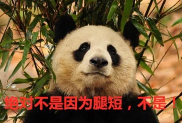 熊猫宝宝"越狱",结果只过去一条腿,另一条无助的模样萌炸了!