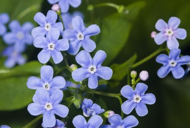 蝴蝶兰蓝色花语图片