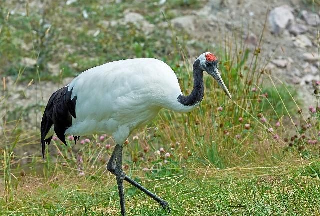 丹顶鹤站立时总是高高竖起身体伸直脖子到处张望姿态很是优美