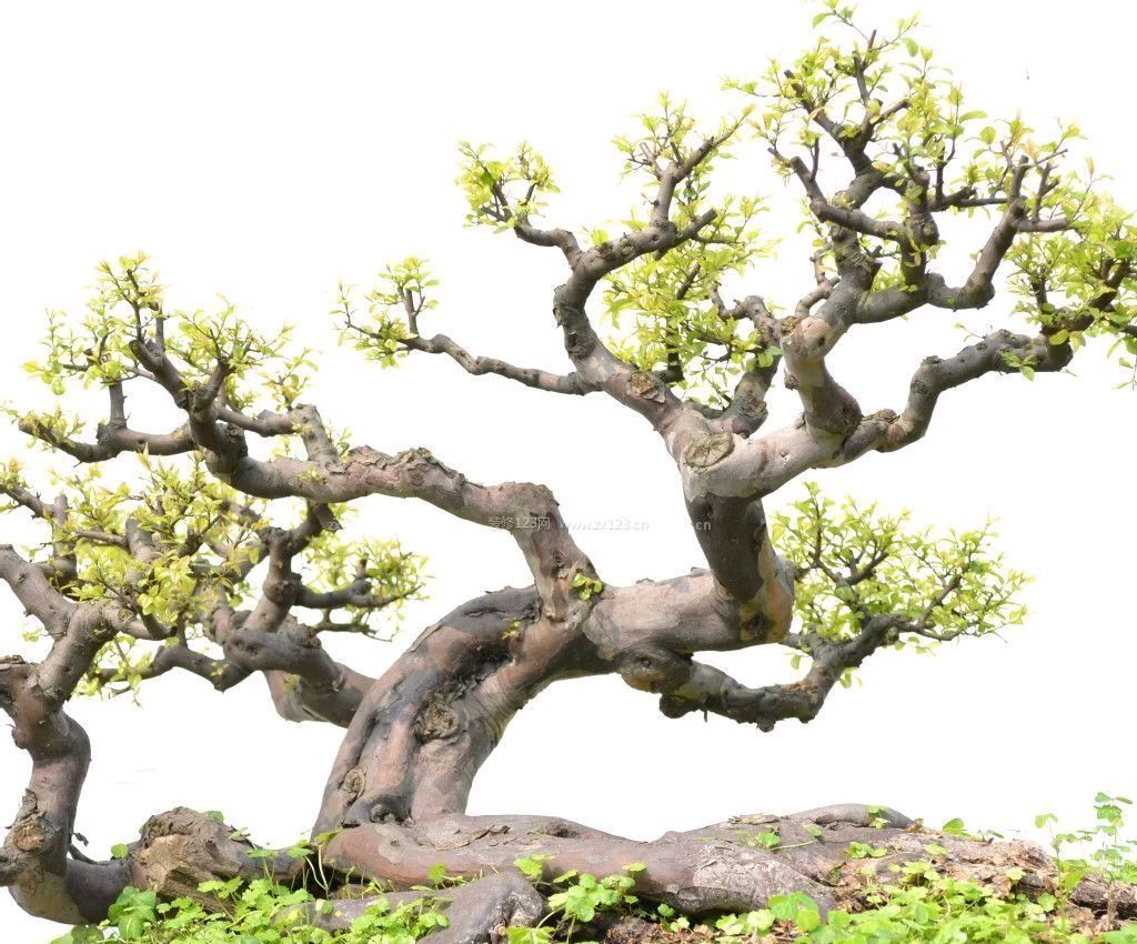 造型奇特,树形突兀,榕树带来不一样的美