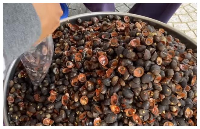 大叔起早贪黑卖它,15元一斤,以为是"香螺",眼尖的人全包圆了