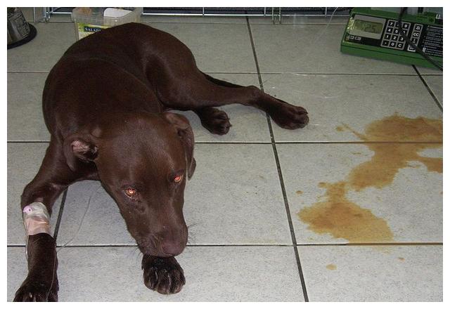 狗宝宝成了"星期狗"?或是犬细小病毒的祸!