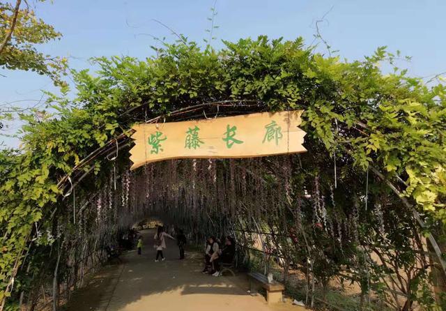 慈利琵琶洲生态园风景如画,我却姗姗来迟了