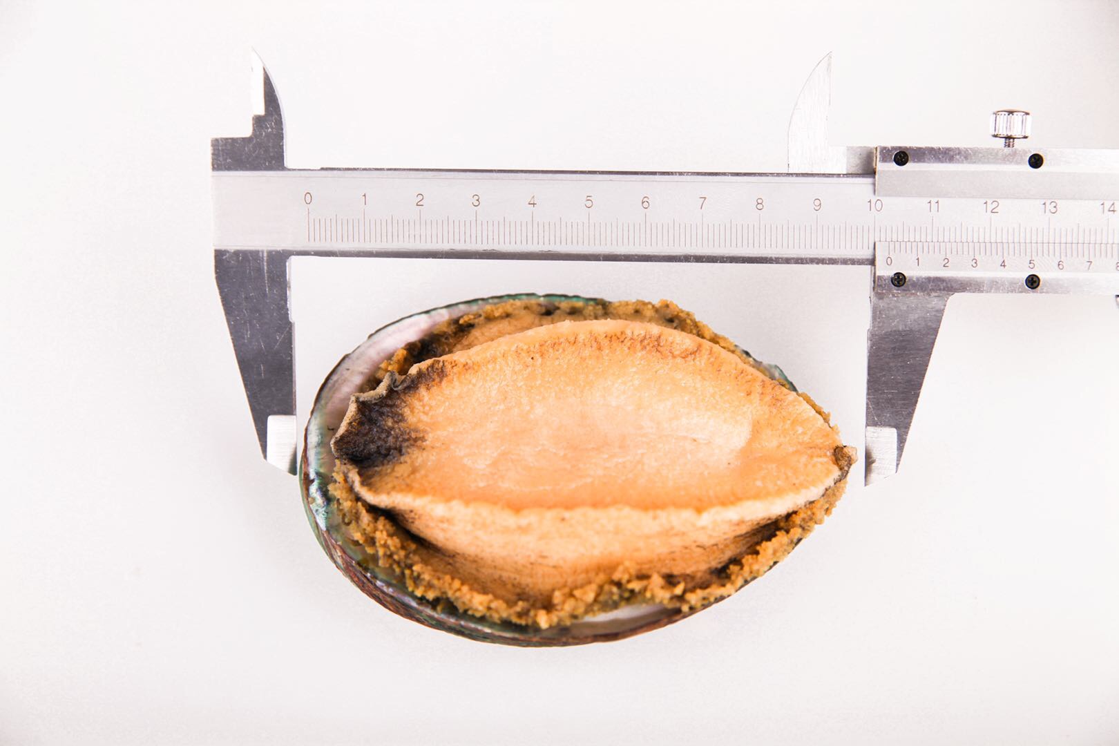 他献宝似的掏出跟巴掌差不多大小的鲍鱼摊在手心里,语气止不住的骄傲