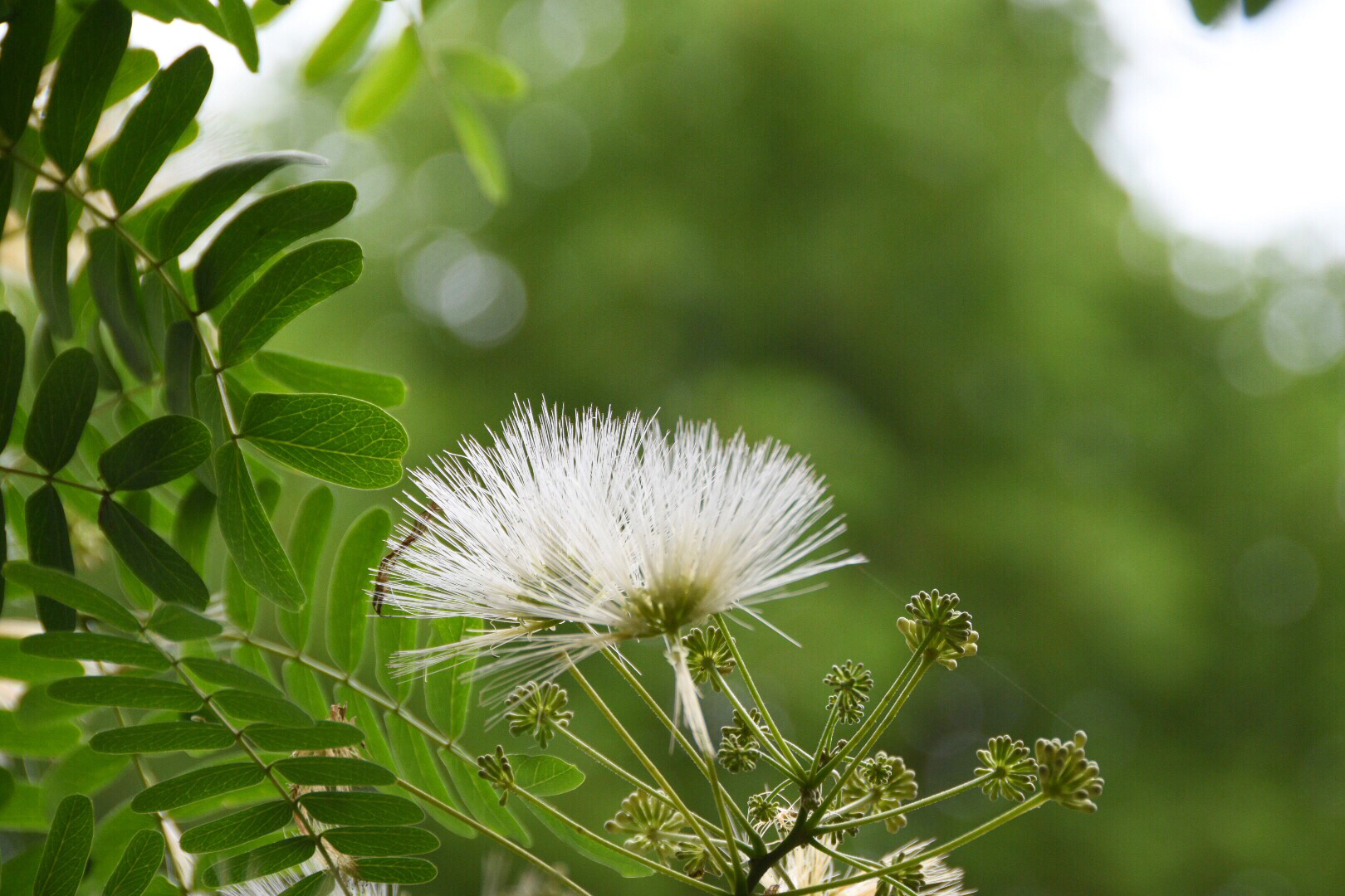 一朵朵白羽扇似的白色合欢花