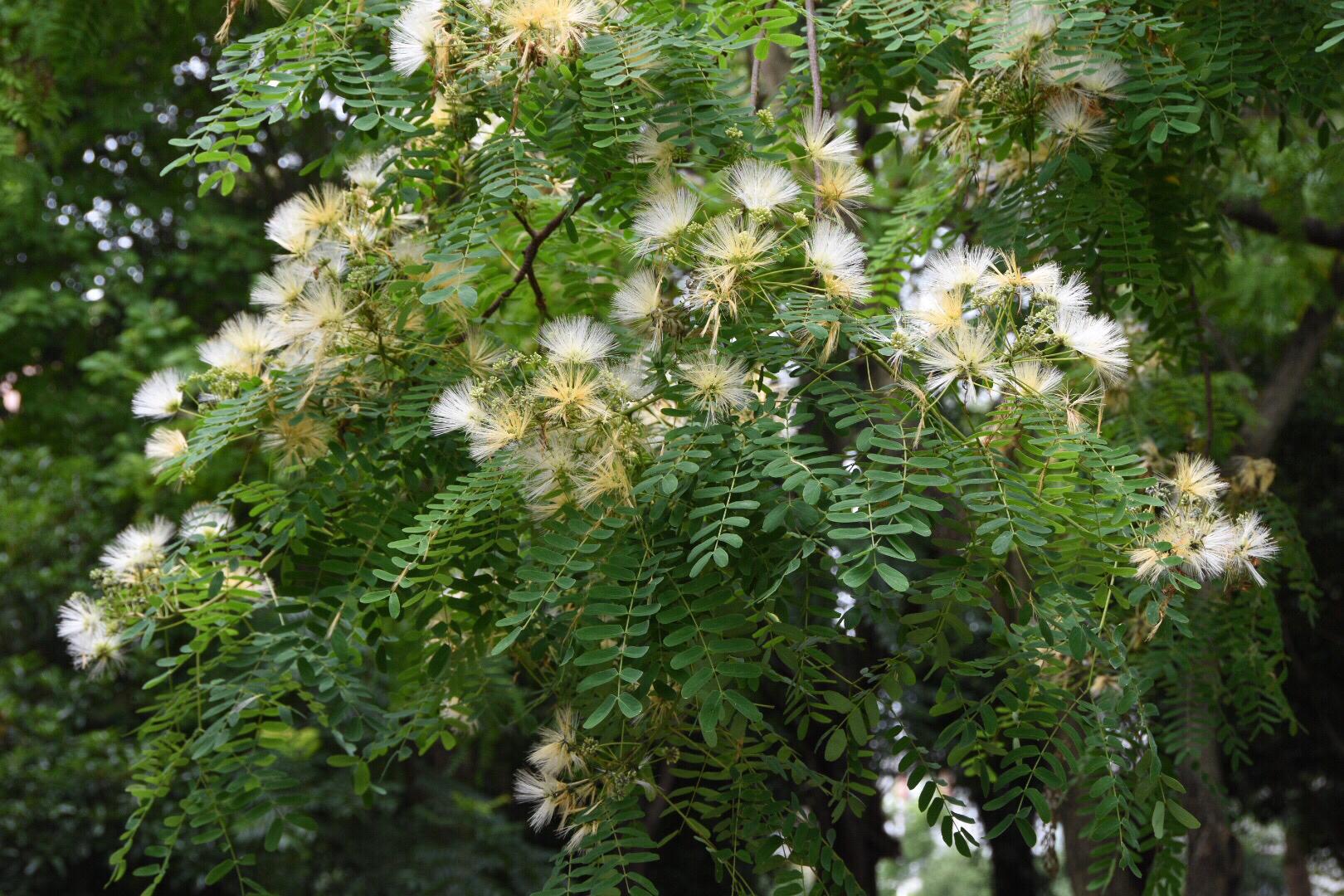 一朵朵白羽扇似的白色合欢花