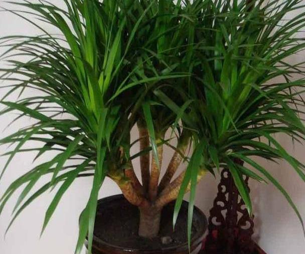 养龙血树拦腰砍一刀一盆变2盆叶如瀑布更壮观