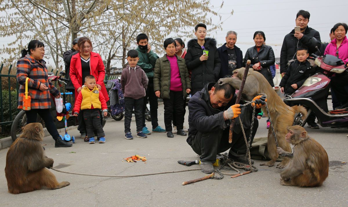 街头耍猴最精彩最逗乐的是人猴互耍,咬你打你都是演戏|耍猴人|赏钱|猴戏|节目|零钱_新浪新闻