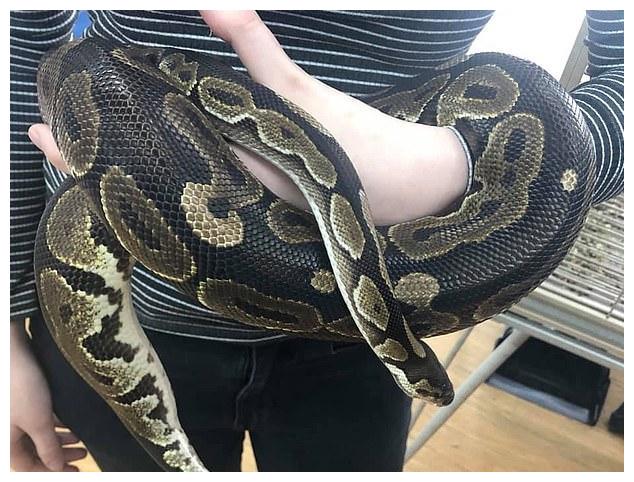 美国男子把蟒蛇塞进裤子偷走竟未被发现,中途还淡定逛宠物店