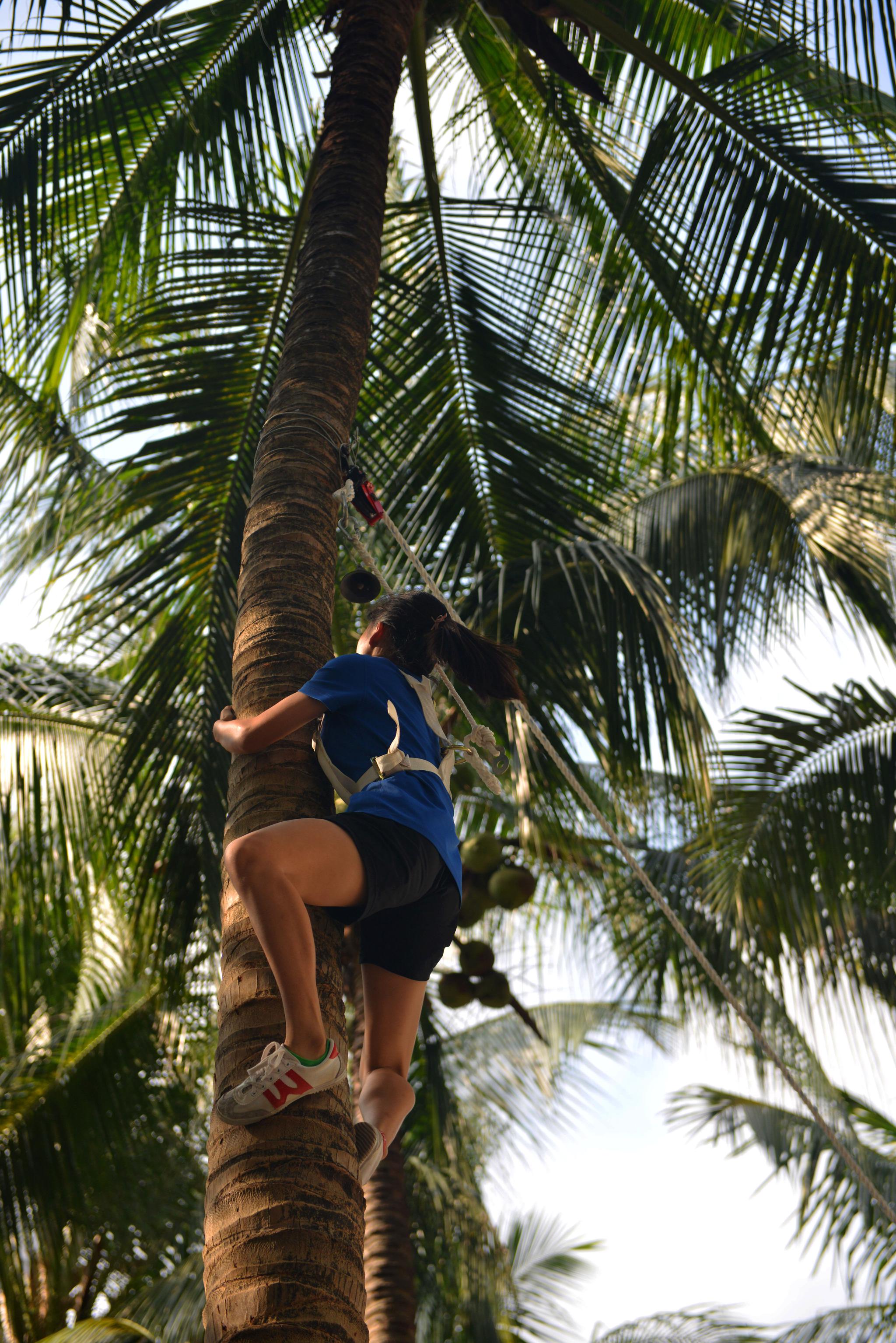 海南青少人徒手攀爬椰子树技巧了得