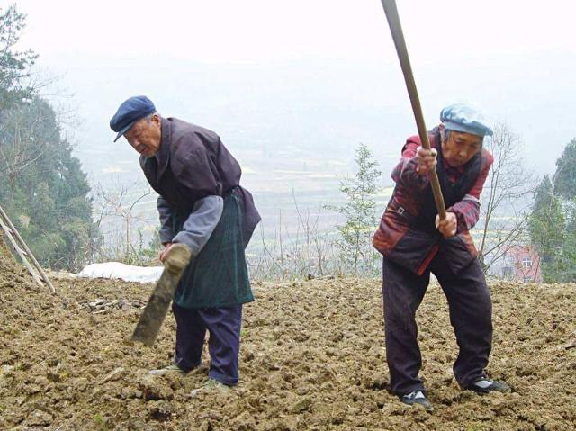 卖粮不挣钱,为啥农村老人还坚持种地?60岁的老农说出3句心里话