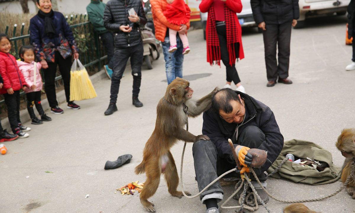 挠头,抓头发也是猴子攻击耍猴人常用的手法.