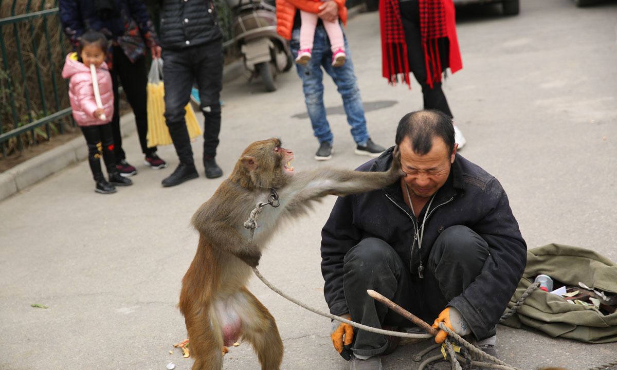 街头耍猴最精彩最逗乐的是人猴互耍,咬你打你都是演戏