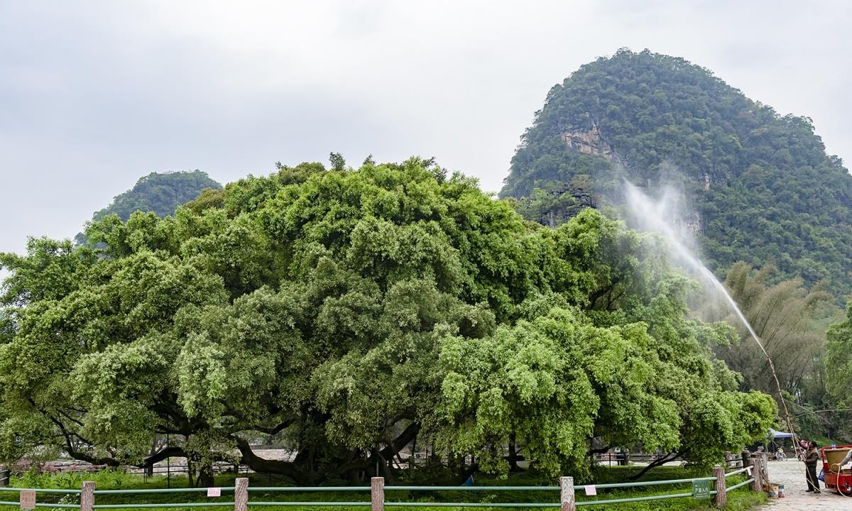桂林阳朔:大榕树|千年古榕|大榕树|枝干|支撑物|树干_新浪新闻
