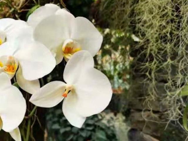 洋兰和空气草，花草界里的“神仙眷侣”，放在一起养真是绝配