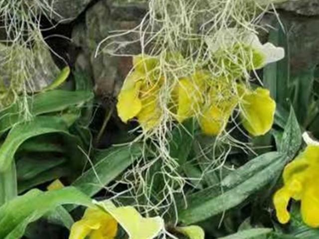洋兰和空气草，花草界里的“神仙眷侣”，放在一起养真是绝配