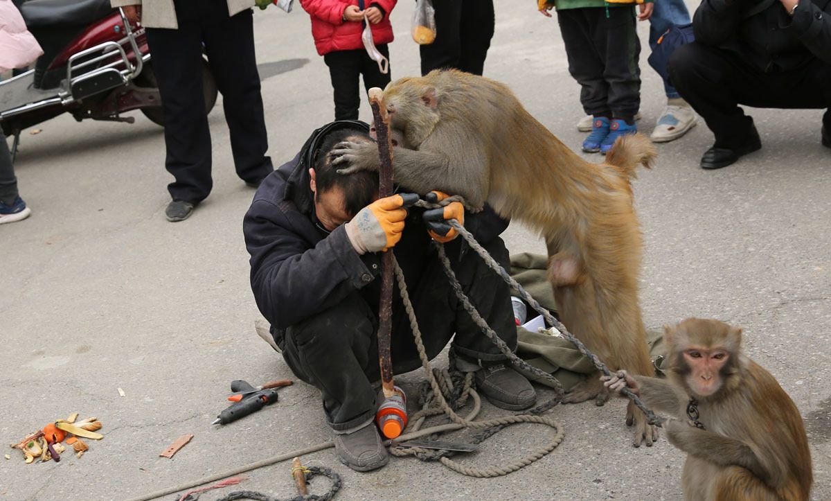 街头耍猴最精彩最逗乐的是人猴互耍,咬你打你都是演戏|耍猴人|赏钱|猴戏|节目|零钱_新浪新闻