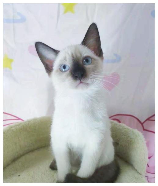 明明价格十分昂贵的暹罗猫,却备受人们青睐,不光是因为身份高贵