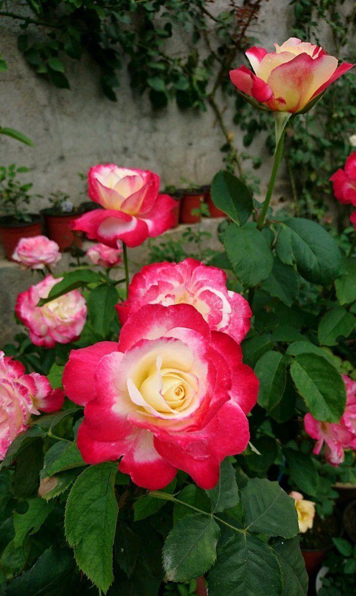 喜欢牡丹,不如养盆精品月季"红双喜",国色天香,沁人心脾