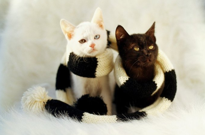 猫咪戴围巾 不是怕冷是时尚 猫咪戴围巾 不是怕冷是时尚