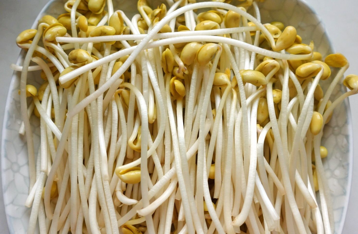 清炒自家生发的黄豆芽_高清图集_新浪网