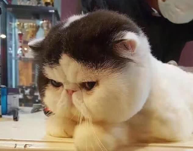新年快到了带加菲猫去剪新发型结束后猫咪表情这是不满意