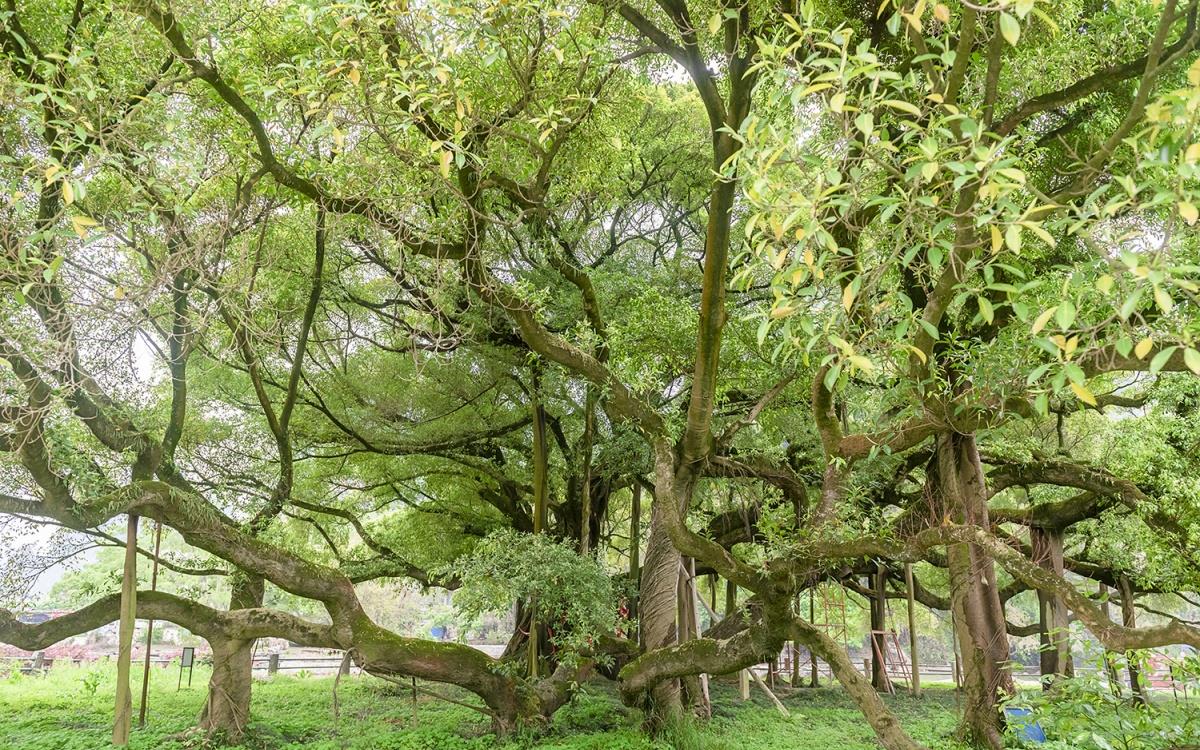桂林阳朔:大榕树