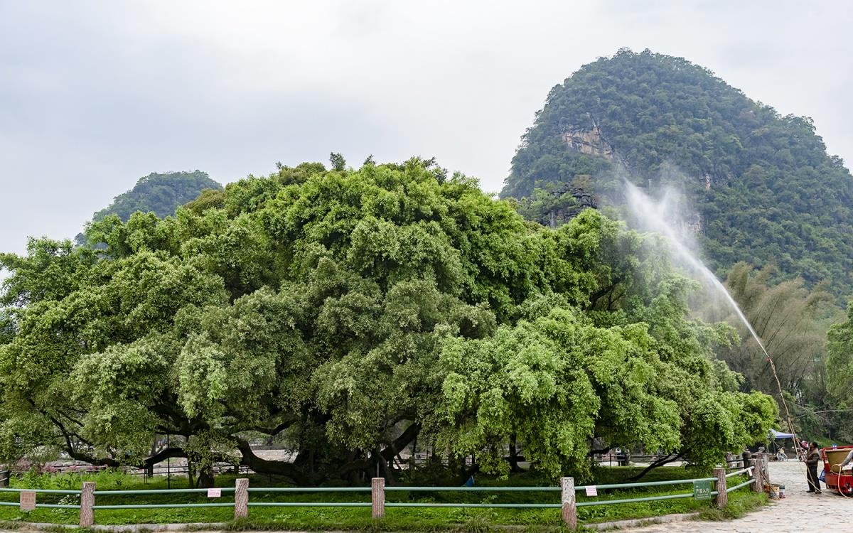 桂林大榕树景区图片