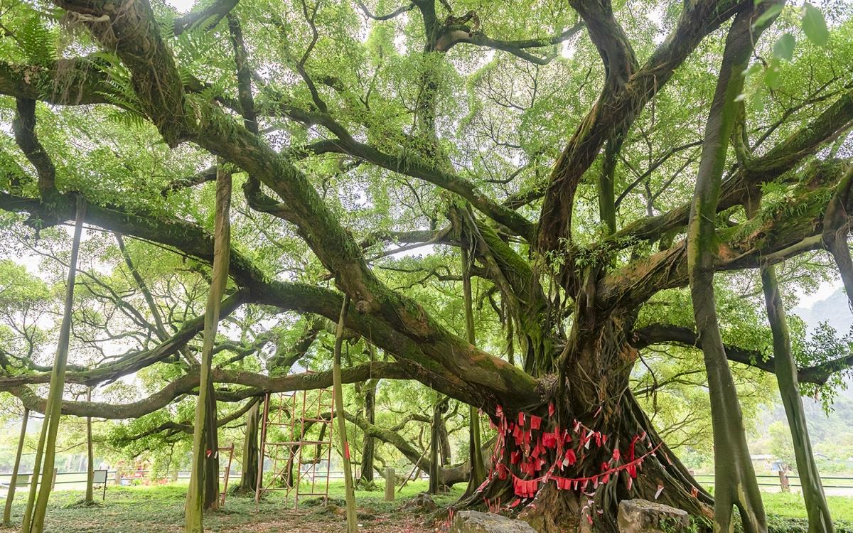 桂林阳朔:大榕树