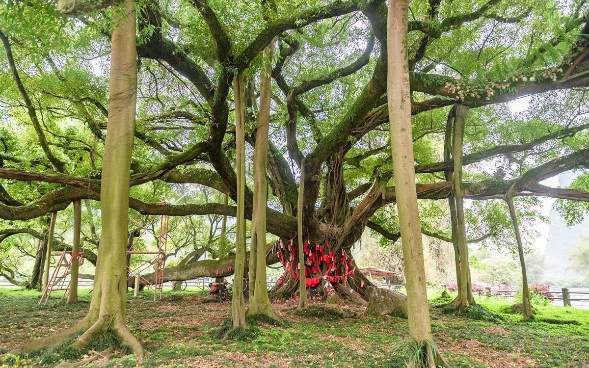桂林阳朔:大榕树|千年古榕|大榕树|枝干_新浪新闻