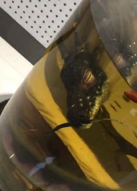 居然有人用龙泡酒大家进来看看图片上的龙是真是假