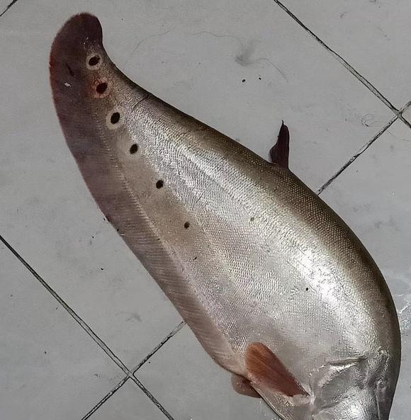 惠州钓鱼人东江钓起巨型刀鱼体长有半米多价值上万